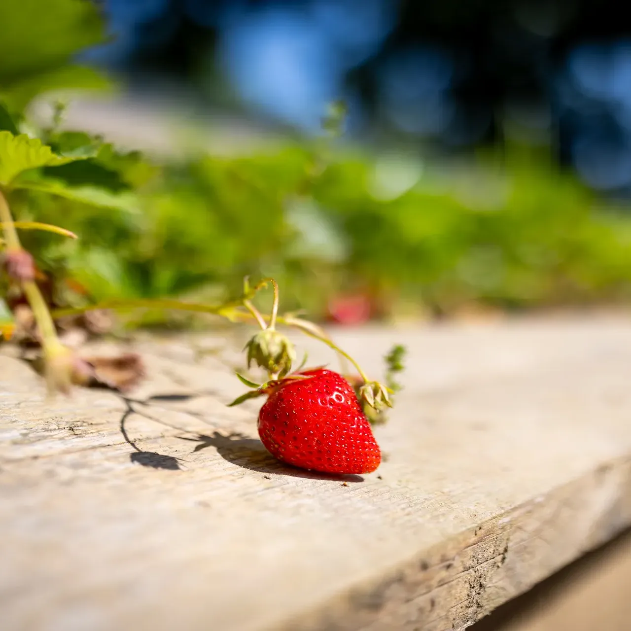 Al Mondo Verde - fragola dell'orto